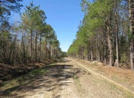 SOLD!!  365 Acres of Timber and Hunting Land For Sale in Columbus County NC!