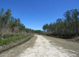 SOLD!!  365 Acres of Timber and Hunting Land For Sale in Columbus County NC!