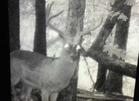 SOLD!!  70 Acres of Farm and Timber Land For Sale in Scotland County NC!