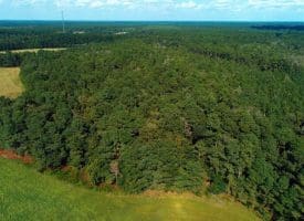 SOLD!!  18 Acres of  Timber and Hunting Land For Sale in Columbus County NC!