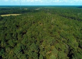 SOLD!!  18 Acres of  Timber and Hunting Land For Sale in Columbus County NC!