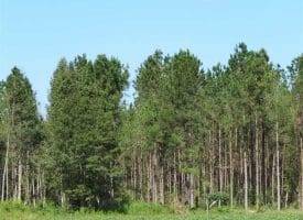 SOLD!!  97 Acres of Farm and Timber Land For Sale in Columbus County NC!