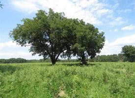 SOLD!!  70 Acres of Farm and Timber Land For Sale in Scotland County NC!