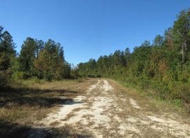 SOLD!!  365 Acres of Timber and Hunting Land For Sale in Columbus County NC!