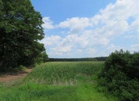 SOLD!!  20 Acres of Farm Land For Sale in Robeson County NC!