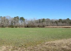 SOLD!!  110 Acres of Farm and Timber Land For Sale in Columbus County NC!
