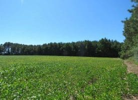 SOLD!!  97 Acres of Farm and Timber Land For Sale in Columbus County NC!