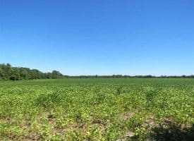 SOLD!!  97 Acres of Farm and Timber Land For Sale in Columbus County NC!