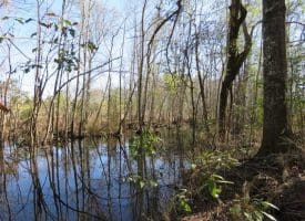 SOLD!!  110 Acres of Farm and Timber Land For Sale in Columbus County NC!