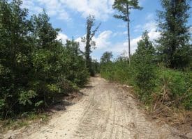 SOLD!!  70 Acres of Farm and Timber Land For Sale in Scotland County NC!