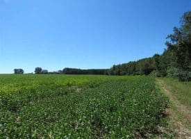 SOLD!!  97 Acres of Farm and Timber Land For Sale in Columbus County NC!