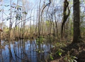 SOLD!!  110 Acres of Farm and Timber Land For Sale in Columbus County NC!