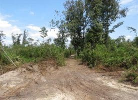 SOLD!!  70 Acres of Farm and Timber Land For Sale in Scotland County NC!