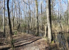 SOLD!!  110 Acres of Farm and Timber Land For Sale in Columbus County NC!