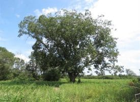 SOLD!!  70 Acres of Farm and Timber Land For Sale in Scotland County NC!