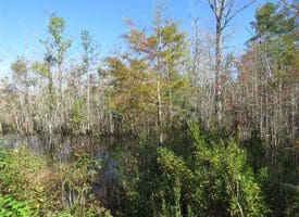 SOLD!!  365 Acres of Timber and Hunting Land For Sale in Columbus County NC!