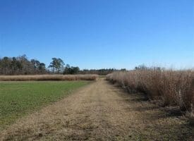 SOLD!!  110 Acres of Farm and Timber Land For Sale in Columbus County NC!