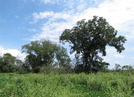 SOLD!!  70 Acres of Farm and Timber Land For Sale in Scotland County NC!