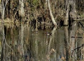 SOLD!!  110 Acres of Farm and Timber Land For Sale in Columbus County NC!