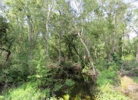 SOLD!!  70 Acres of Farm and Timber Land For Sale in Scotland County NC!