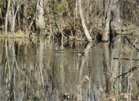 SOLD!!  110 Acres of Farm and Timber Land For Sale in Columbus County NC!