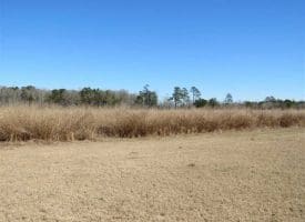 SOLD!!  110 Acres of Farm and Timber Land For Sale in Columbus County NC!