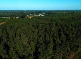 SOLD!!  12 Acres of Timber Land For Sale in Robeson County NC!
