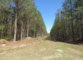 SOLD!!  365 Acres of Timber and Hunting Land For Sale in Columbus County NC!