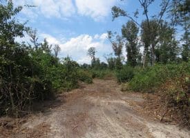 SOLD!!  70 Acres of Farm and Timber Land For Sale in Scotland County NC!
