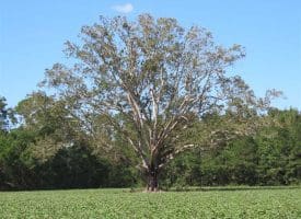 SOLD!!  97 Acres of Farm and Timber Land For Sale in Columbus County NC!