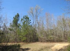 SOLD!!  35 Acres of Hunting Land with Home Site in Scotland County NC!
