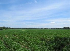 SOLD!!  35 Acres of Farm and Hunting Land For Sale in Duplin County NC!