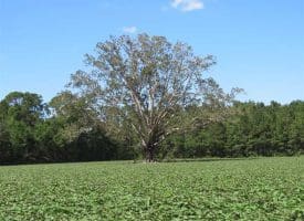 SOLD!!  97 Acres of Farm and Timber Land For Sale in Columbus County NC!