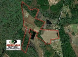 SOLD!!  110 Acres of Farm and Timber Land For Sale in Columbus County NC!