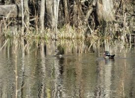 SOLD!!  110 Acres of Farm and Timber Land For Sale in Columbus County NC!