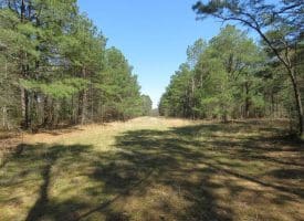 SOLD!  39 Acres of Timber and Hunting Land For Sale in Cumberland County NC!