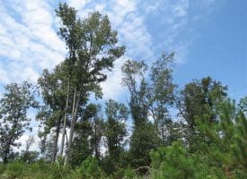 SOLD!!  70 Acres of Farm and Timber Land For Sale in Scotland County NC!