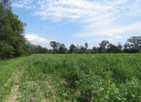 SOLD!!  70 Acres of Farm and Timber Land For Sale in Scotland County NC!