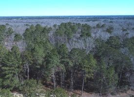 140+/- Acres of River Front Hunting Land For Sale in Bladen County NC!
