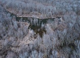 140+/- Acres of River Front Hunting Land For Sale in Bladen County NC!