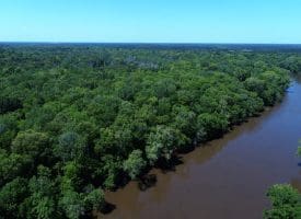 140+/- Acres of River Front Hunting Land For Sale in Bladen County NC!