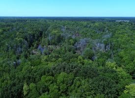 140+/- Acres of River Front Hunting Land For Sale in Bladen County NC!