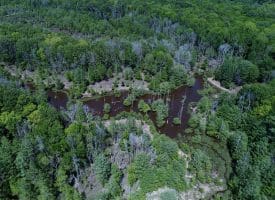 140+/- Acres of River Front Hunting Land For Sale in Bladen County NC!