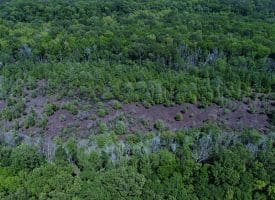 140+/- Acres of River Front Hunting Land For Sale in Bladen County NC!