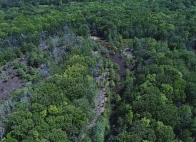 140+/- Acres of River Front Hunting Land For Sale in Bladen County NC!
