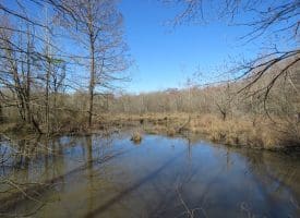 140+/- Acres of River Front Hunting Land For Sale in Bladen County NC!
