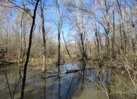 140+/- Acres of River Front Hunting Land For Sale in Bladen County NC!
