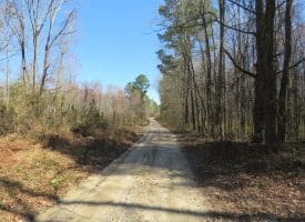 140+/- Acres of River Front Hunting Land For Sale in Bladen County NC!
