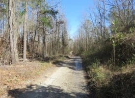140+/- Acres of River Front Hunting Land For Sale in Bladen County NC!