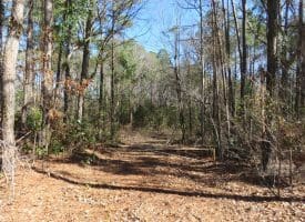 140+/- Acres of River Front Hunting Land For Sale in Bladen County NC!
